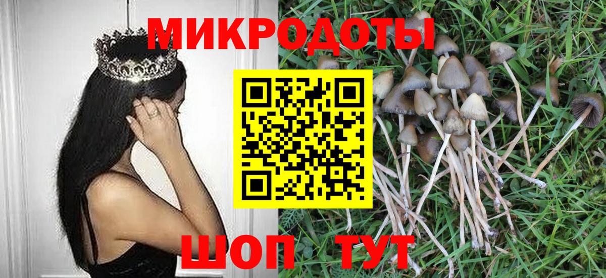 Псилоцибиновые грибы Psilocybe Минусинск