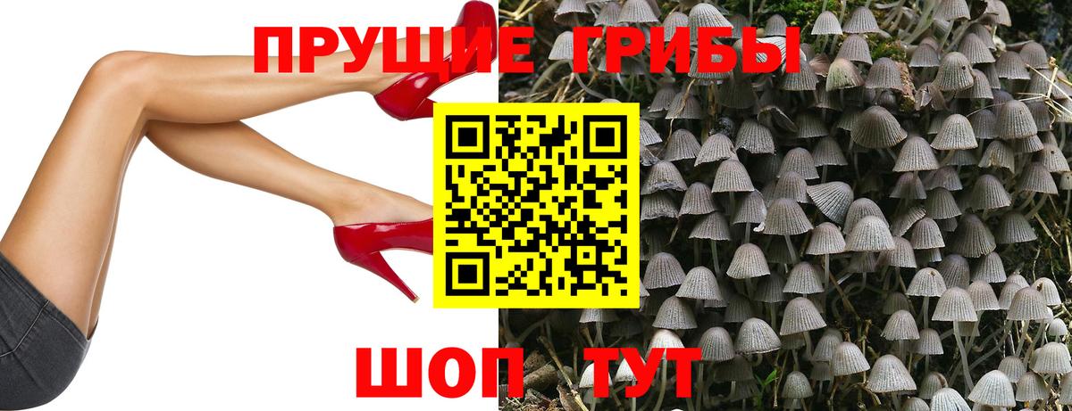 как найти   Галлюциногенные грибы прущие грибы  Вход с VPN  Минусинск 